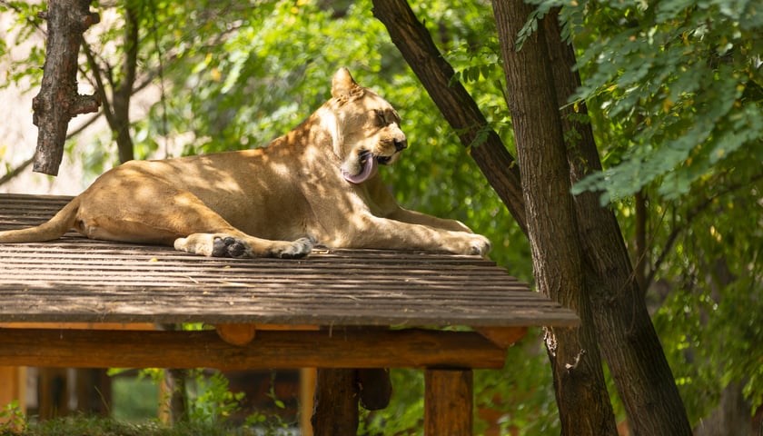 Powiększ obraz: lwica we wrocławskim zoo