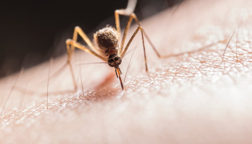 Powiększ obraz: Na zdjęciu komar wkłuwający się w skórę człowieka
