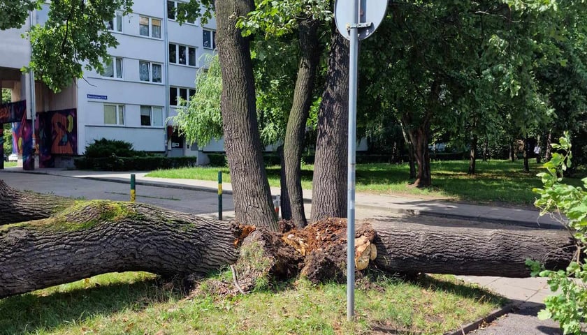 Powiększ obraz: Drzewo, które  spadło na ul. Baciarellego
