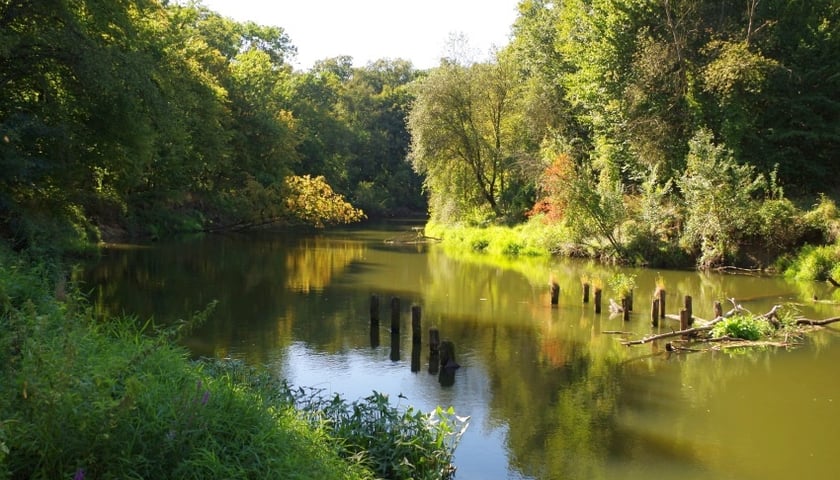 Powiększ obraz: Widok na rzekę Odre przepływającą przez Las Rędziński
