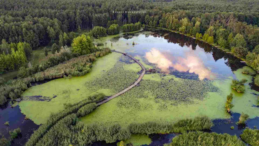 Powiększ obraz: Arboretum Leśne