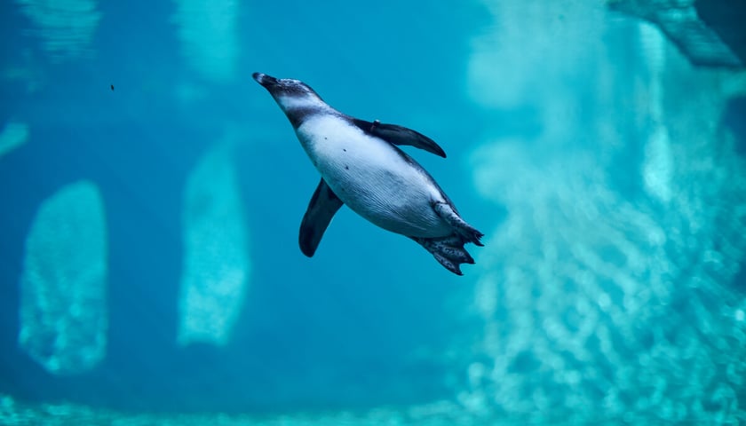 Powiększ obraz: pingwin we wrocławskim zoo