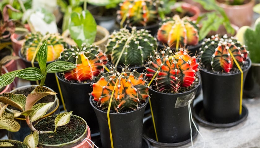 Targi Kupuj Świadomie - poprzednie edycje