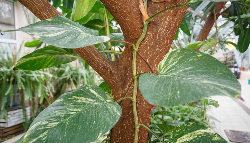 Mini ogród botaniczny w szkole podstawowej przy ul. Polnej