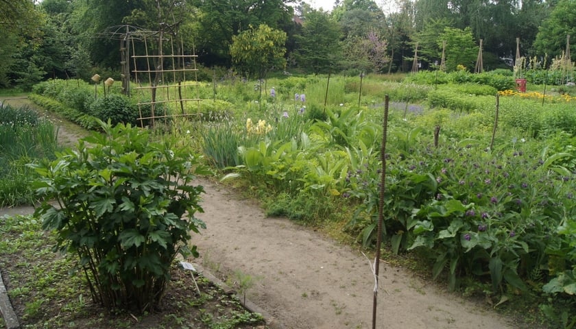 Powiększ obraz: <p>Oprowadzenie po Ogrodzie Roślin Leczniczych UMW (czerwiec, lipiec)</p>
