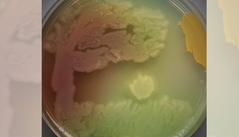 Powiększ obraz: <p>Prace wykonane bakteriami</p>
