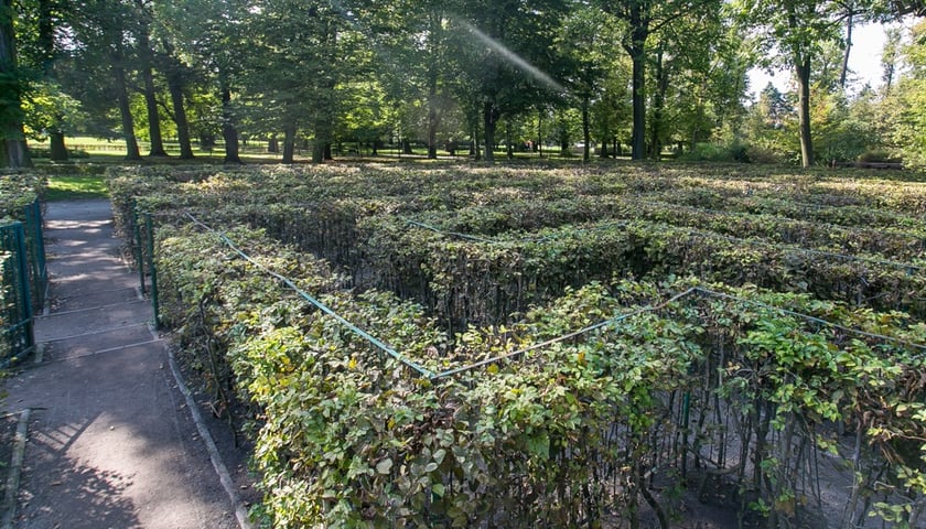 Powiększ obraz: <p>Na zdjęciu fragment labiryntu grabowego w parku Brochowskim we Wrocławiu.</p>