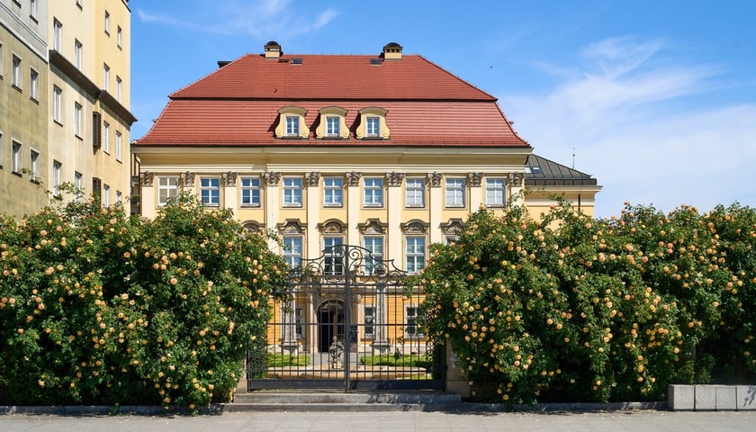 Kwitnące róże przy Pałacu Królewskim we Wrocławiu