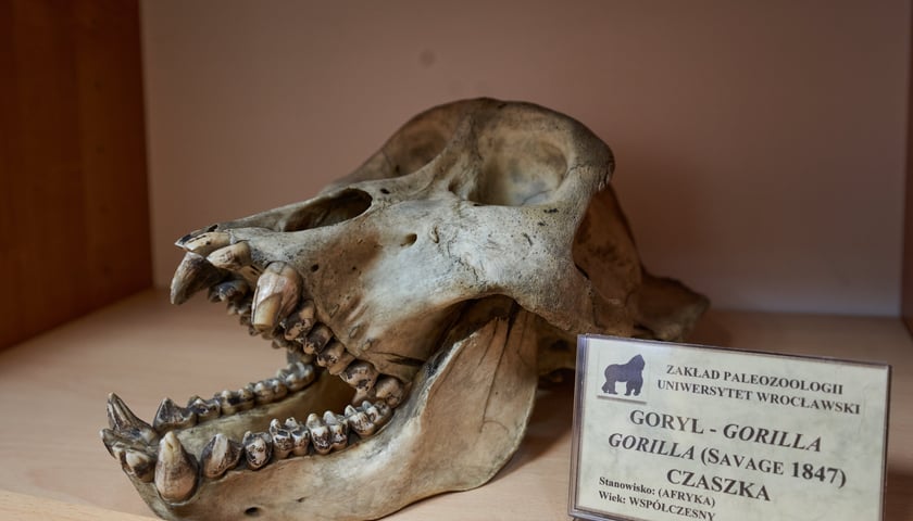 Powiększ obraz: W Muzeum Przyrodniczym we Wrocławiu znajdziemy m.in. kolekcję skamielin zwierzęcych. Sprawdź, gdzie jeszcze warto iść do muzeum w stolicy Dolnego Śląska!