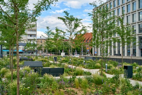 Powiększ obraz: Plac Nowy Targ z szarego stał się zielony. Zasadzono 63 tys. roślin, postawiono wiele ławek, by odetchnąć od zgiełku centrum miasta