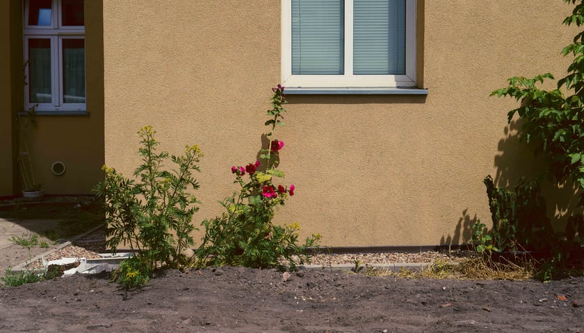 Trwający obecnie remont podwórka na Przedmieściu Oławskim