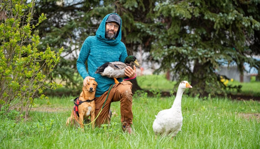Powiększ obraz: Do Pasażu Zielińskiego na zakupy przychodzi mężczyzna z gęsią, kaczką i psem. Jest to pan Darek, gęś Sunny, kaczor Wirek i pies Kundelini.