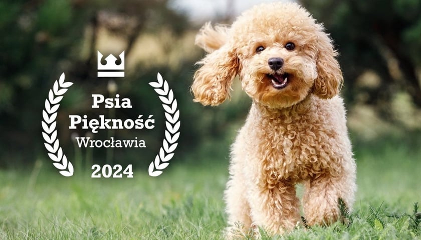 Powiększ obraz: Biegnący pies i napis Psia Piękność Wrocławia 2024
