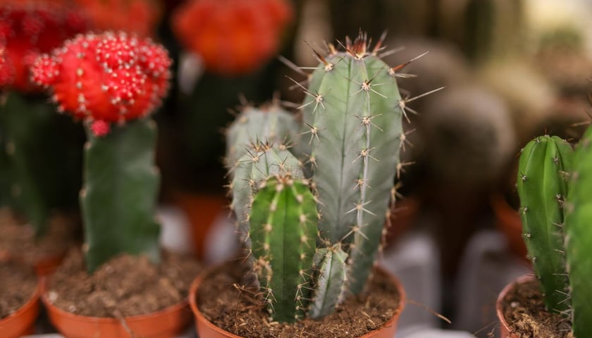 Powiększ obraz: Festiwal Roślin we Wrocławiu - wrzesień 2024