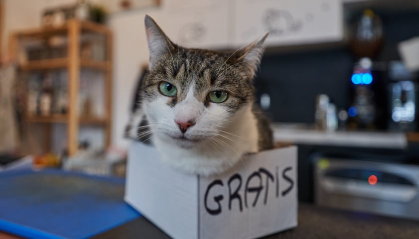 Powiększ obraz: W KOTONie Kociej Kawiarni dostaniemy niejednego kota w gratisie do kawy.