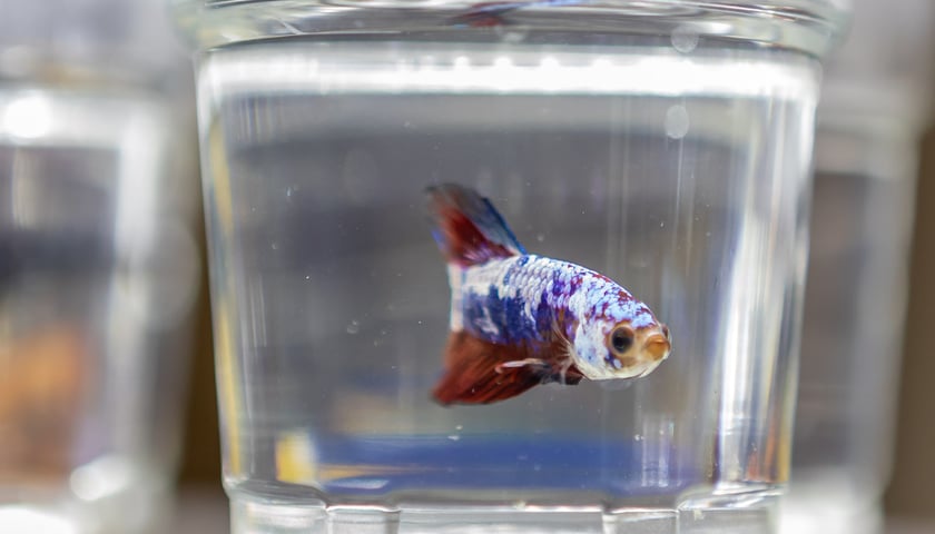 Targi terrarystyczne na Tarczyński Arenie (8 grudnia 2024 roku)