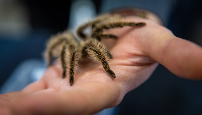 Targi terrarystyczne na Tarczyński Arenie (8 grudnia 2024 roku)