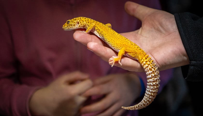 Powiększ obraz: Targi terrarystyczne na Tarczyński Arenie (8 grudnia 2024 roku)