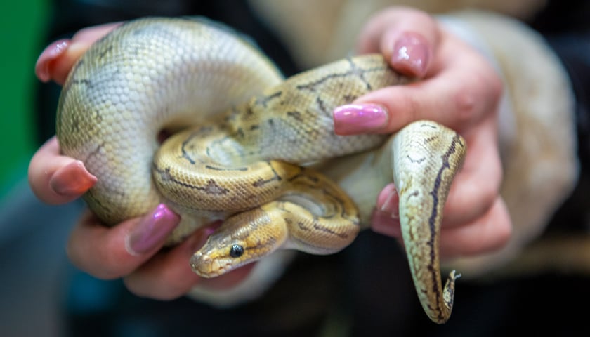 Targi terrarystyczne na Tarczyński Arenie (8 grudnia 2024 roku)