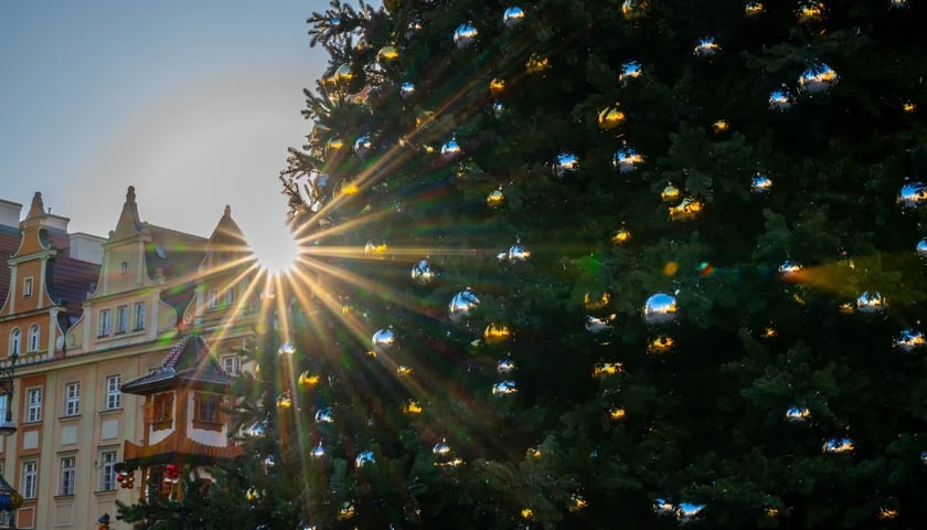 Powiększ obraz: <p>Choinka na wrocławskim rynku</p>