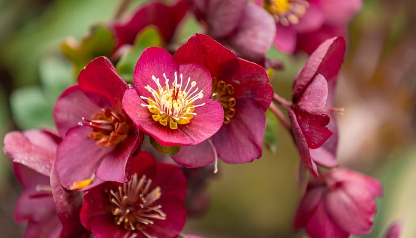 Ogr&oacute;d Botaniczny się zazielenia