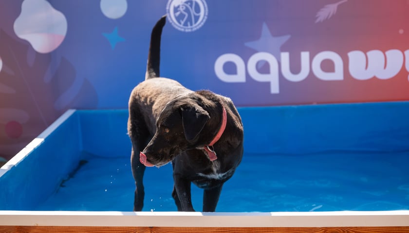 Powiększ obraz: Czarny pies  w basenie w schronisku przy Ślazowej