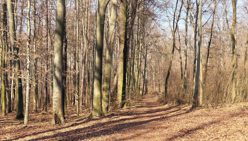Powiększ obraz: <p>Starodrzew w Lesie Bukowym</p>