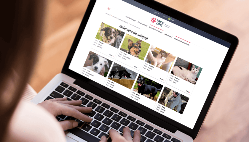 Powiększ obraz: Na zdjęciu kobieta przeglądająca w komputerze wszystkie zwierzęta do adopcji w serwisie WrocŁapki.