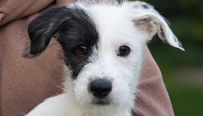 Powiększ obraz: Suczka Coma czeka na dom w serwisie www.wroclaw.pl/adopcja-zwierzat