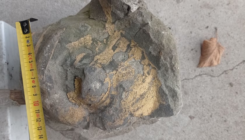 Fragment rzeźby Neptuna - jeden z delfinów