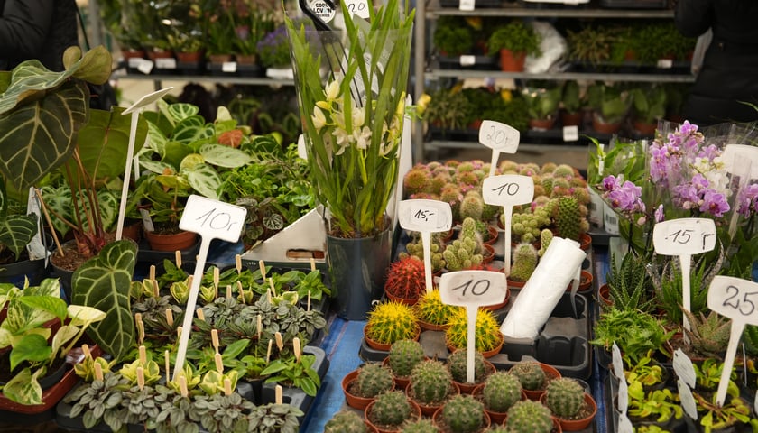 Festiwal Kupuj Świadomie w Czasoprzestrzeni - marzec 2025