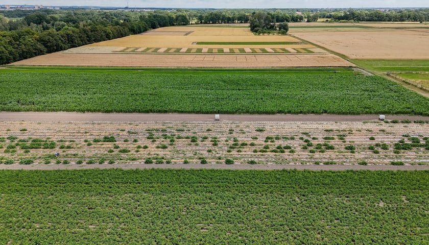 Powiększ obraz: Widok z drona na pole Farmy Miejskiej Wrocławia