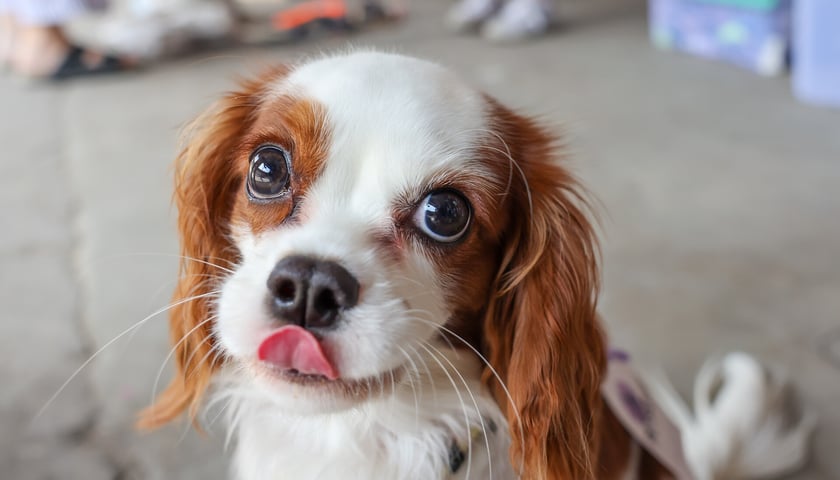 Powiększ obraz: Targi dla zwierzaków na Świebodzkim