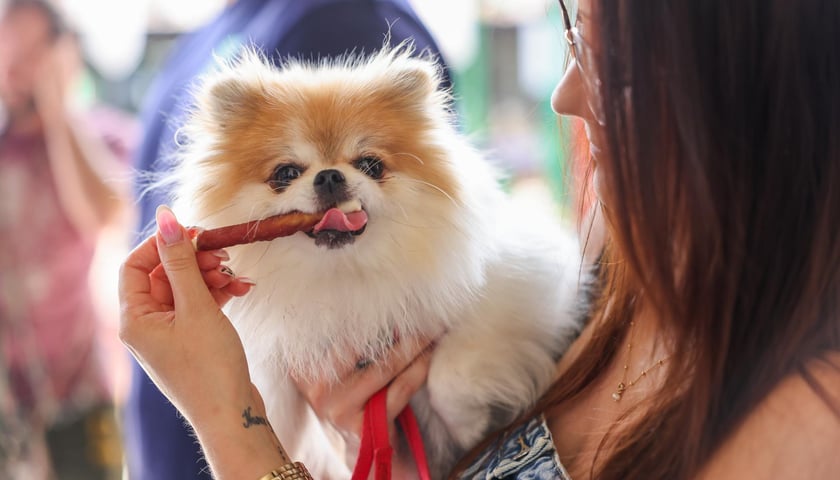 Powiększ obraz: Targi dla zwierzaków na Świebodzkim