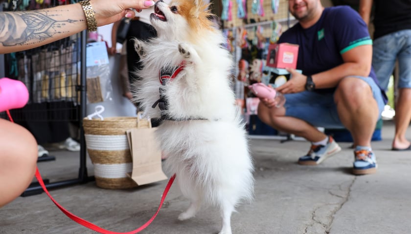 Powiększ obraz: Targi dla zwierzaków na Świebodzkim