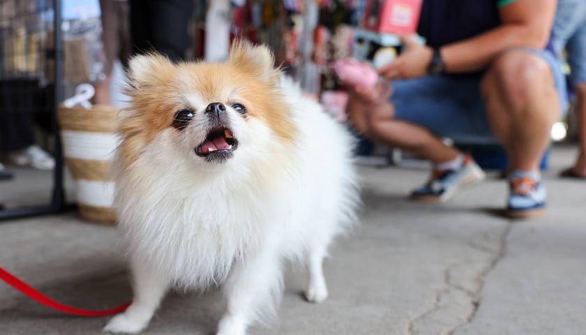 Powiększ obraz: Targi dla zwierzaków na Świebodzkim