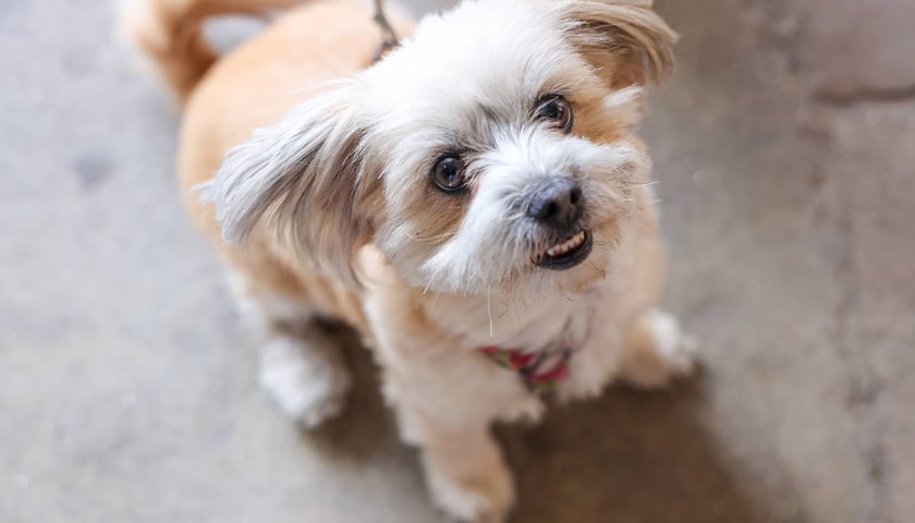 Powiększ obraz: Targi dla zwierzaków na Świebodzkim