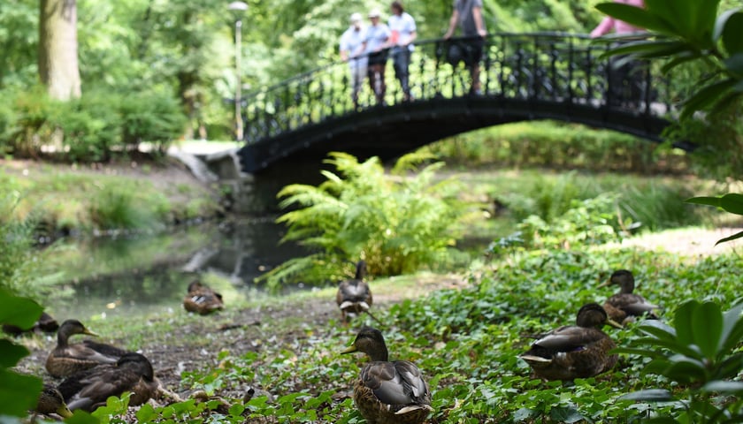Powiększ obraz: Upalna sobota (9 sierpnia) we Wrocławiu