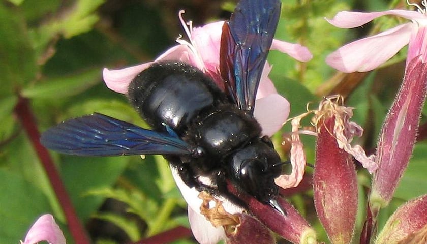 Powiększ obraz: Czarna pszczoła, czyli zadrzechnia fioletowa