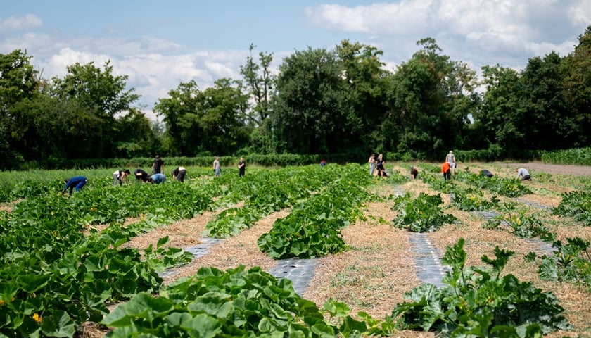 Powiększ obraz: Miejska Farma Wrocławia widok na pole z warzywami