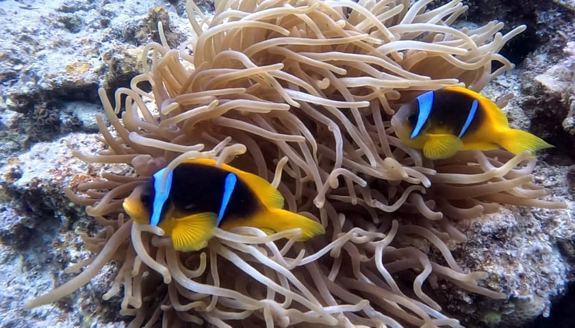 Powiększ obraz: <p>Błazenki</p>