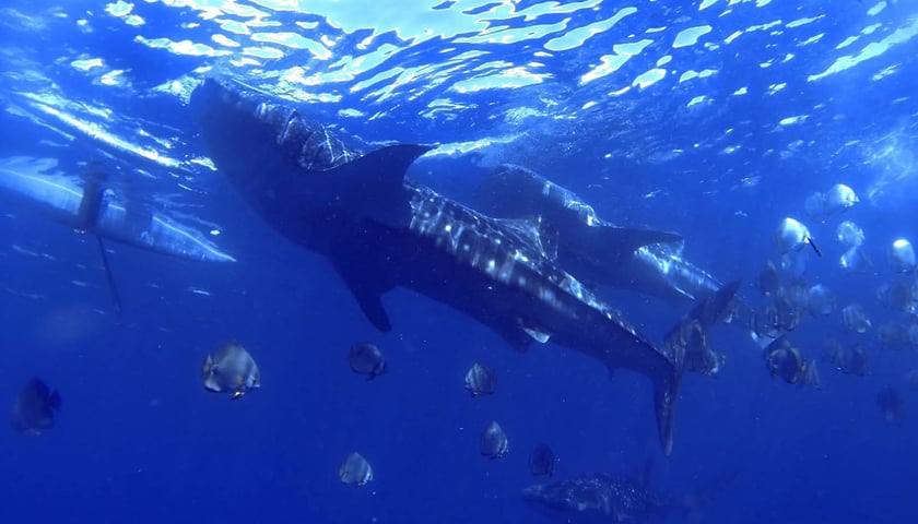 Powiększ obraz: <p>Rekin wielorybi</p>