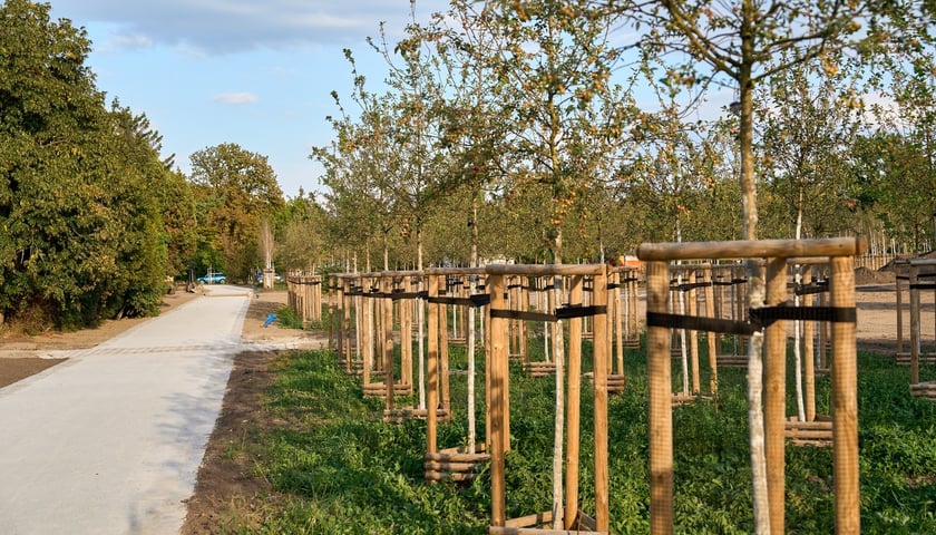 Powiększ obraz: Wrocław zazielenia się na nowo!