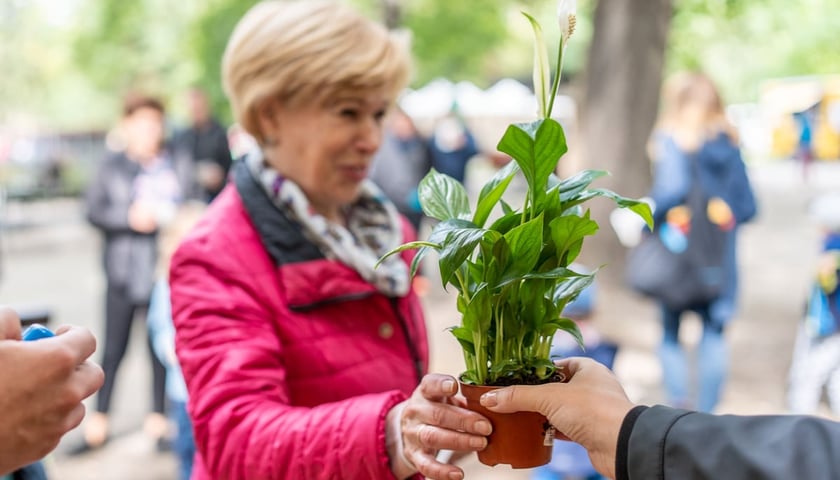 Powiększ obraz: <p>W programie Soboty z Zielomym Wrocławiem tradycyjnie już znalazła się wymiana elektroodpad&oacute;w na rośliny. Na zdjęciu kobieta odbierająca doniczkę ze skrzydłokwiatem. Zdjęcie archiwalne.</p>