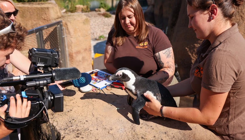Obrączkowanie pingwinów przylądkowych w ZOO Wrocław