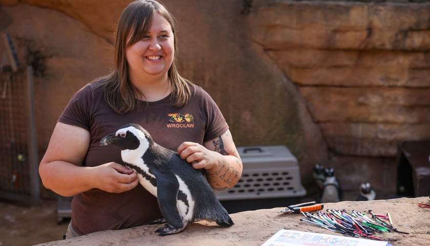 Obrączkowanie pingwinów przylądkowych w ZOO Wrocław