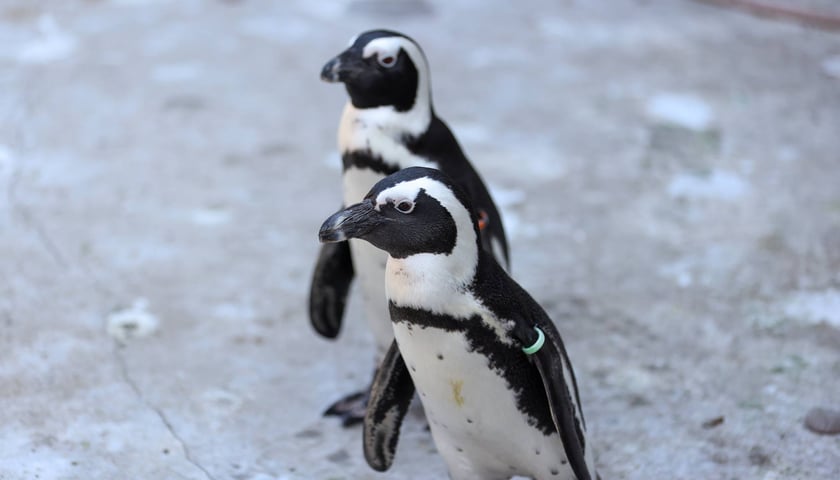 Obrączkowanie pingwinów przylądkowych w ZOO Wrocław
