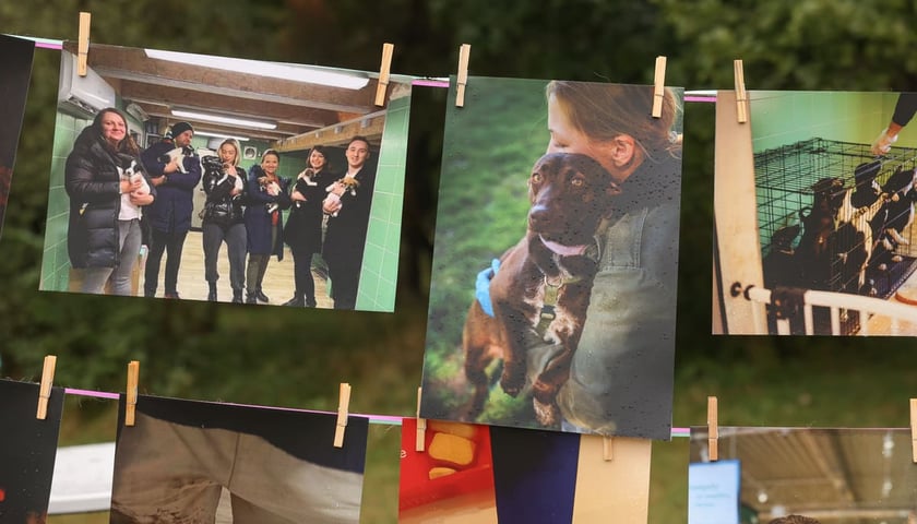Powiększ obraz: Piknik Adopciaka zorganizowany przez Grupę Ratuj w parku Grabiszyńskim. Wrocław, 14.09.2025