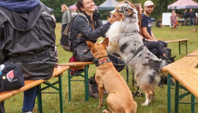 Powiększ obraz: Piknik Adopciaka zorganizowany przez Grupę Ratuj w parku Grabiszyńskim. Wrocław, 14.09.2025