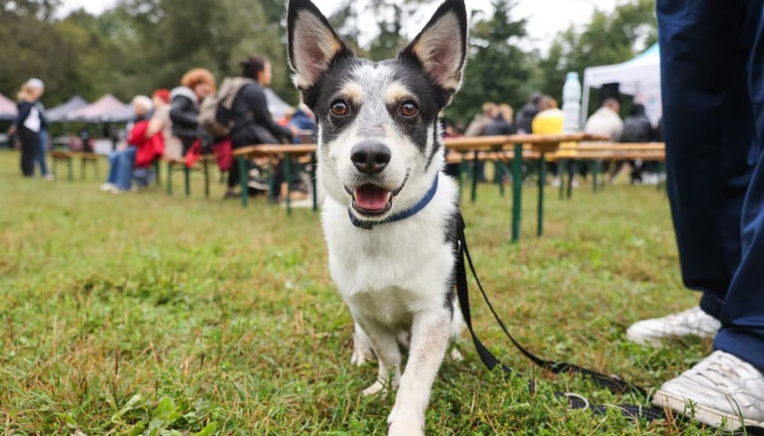 Powiększ obraz: Piknik Adopciaka zorganizowany przez Grupę Ratuj w parku Grabiszyńskim. Wrocław, 14.09.2025